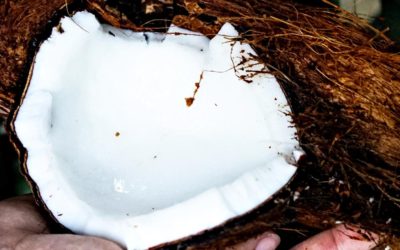 Óleo de coco, um alimento de excelência.
