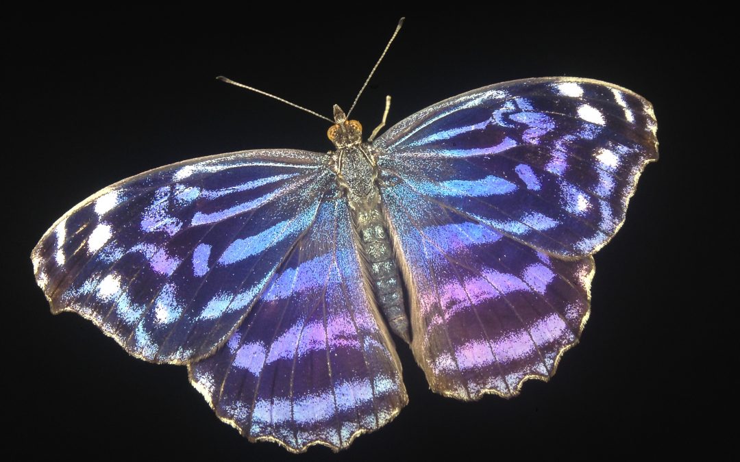 Awakenig, o despertar para uma nova Realidade!